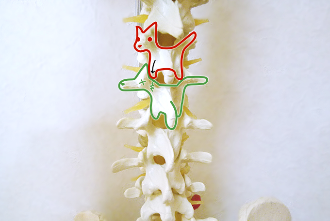 腰椎のイメージ図